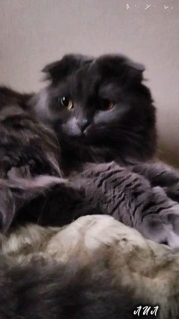 Лилу отдыхает