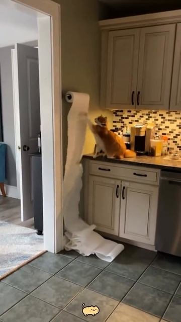 Приколы с котами часть 24