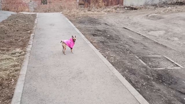 Прогулка Бесснежной зимой за бортом -4 хмуро