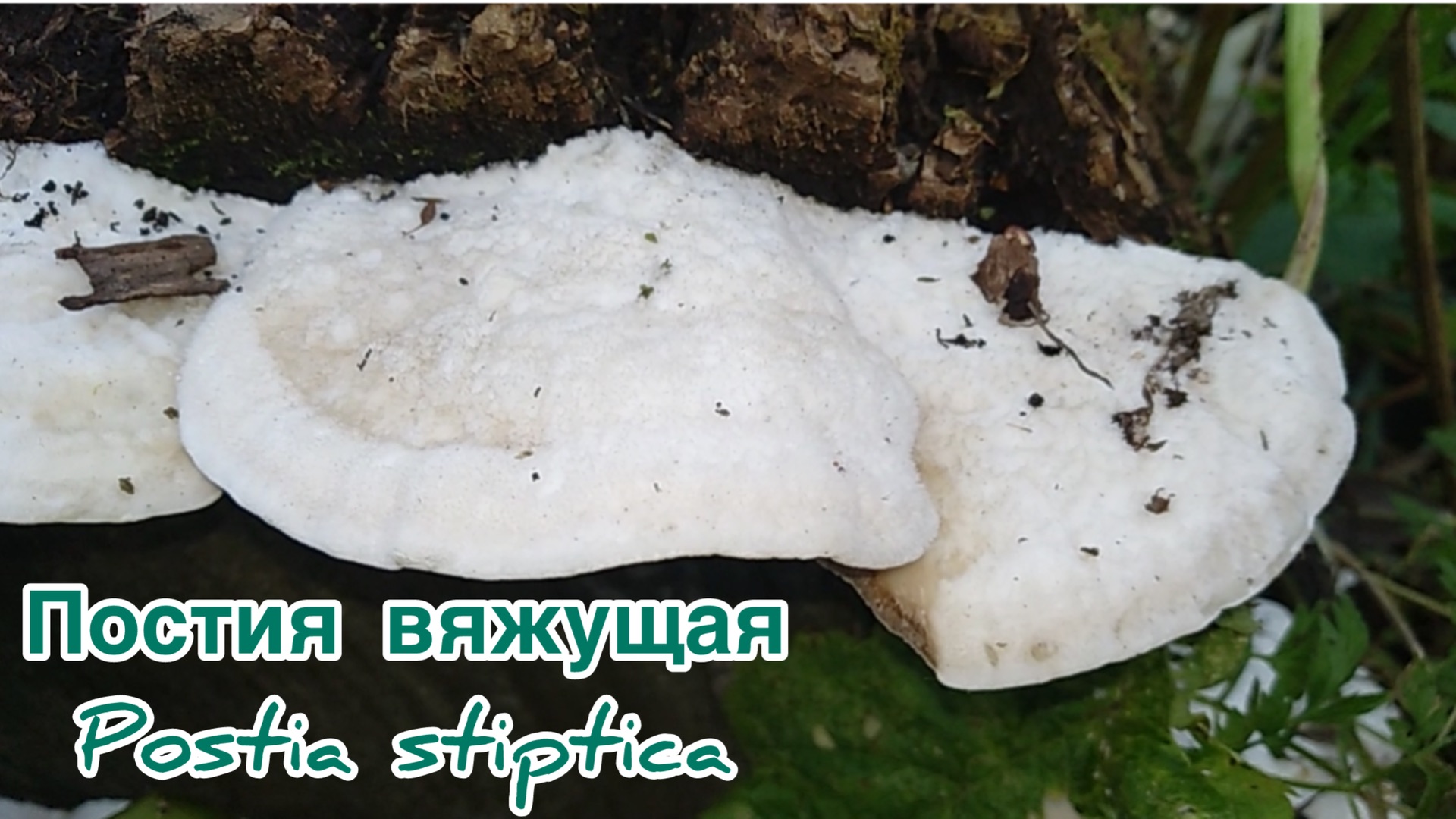 Постия вяжущая Postia Stiptica