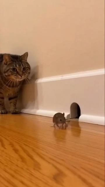 кот охотится на мышь