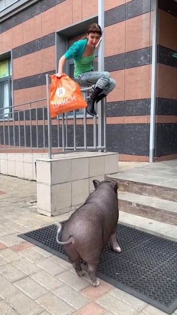 Нападение кабанчика