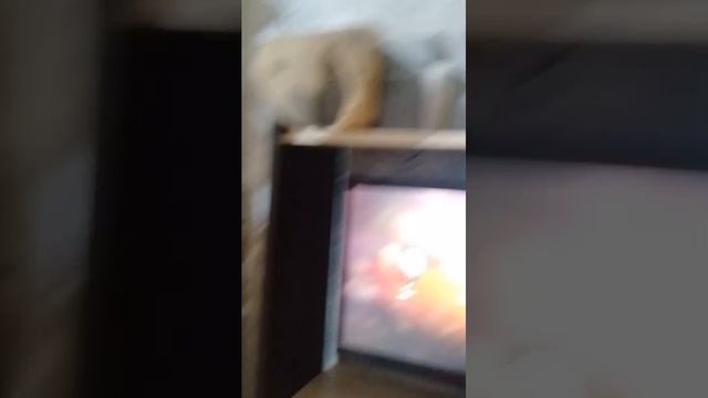 мир танков стрим новава года 2026