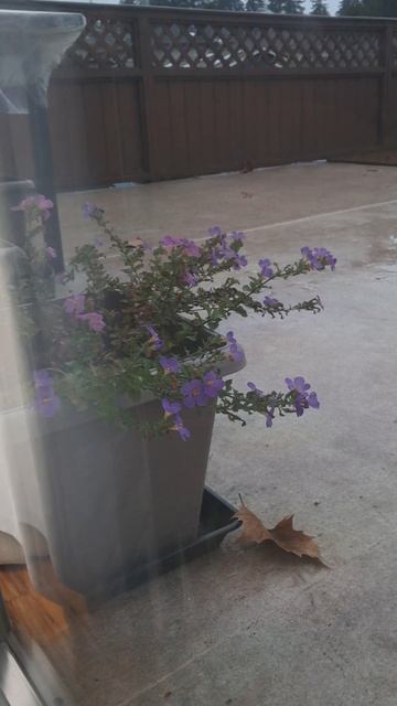 Колибри в декабре.