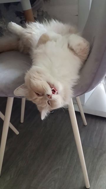 подохлый персик