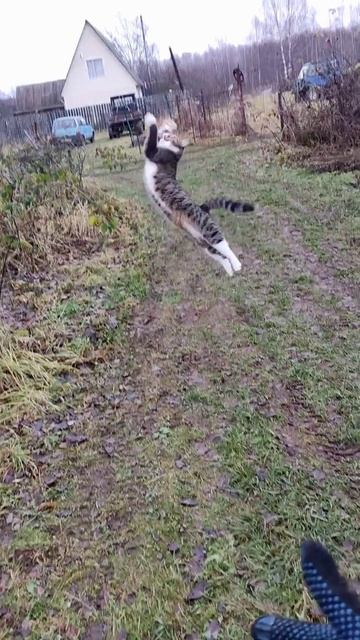 Кошка Лекси прыгает на фоне вездеходов