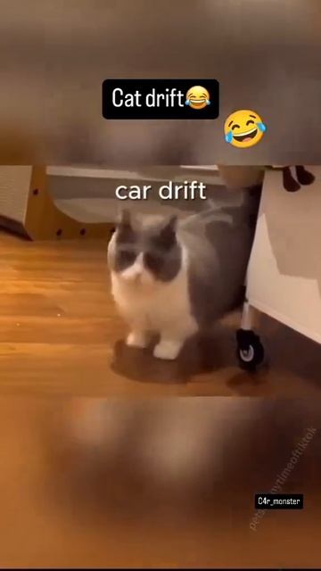 Кошачий дрифт