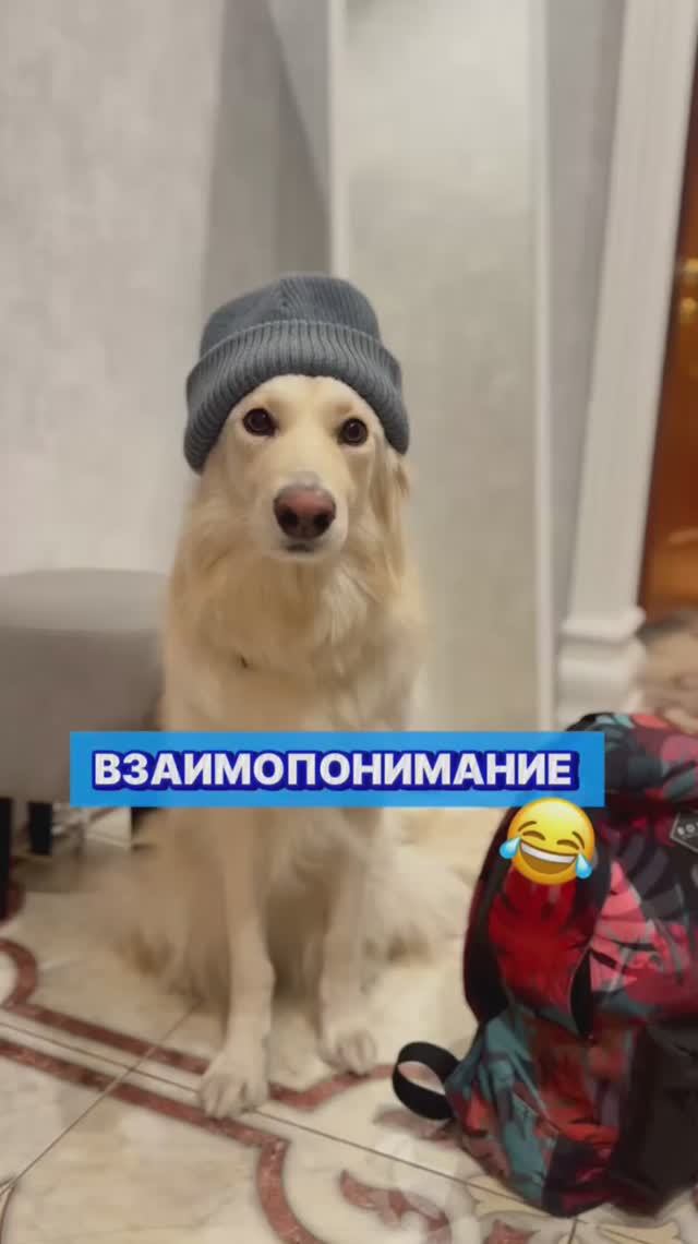 Главное делать умный вид 😎😅 #смешнаясобака #забавныеживотные #домашниепитомцы #собака