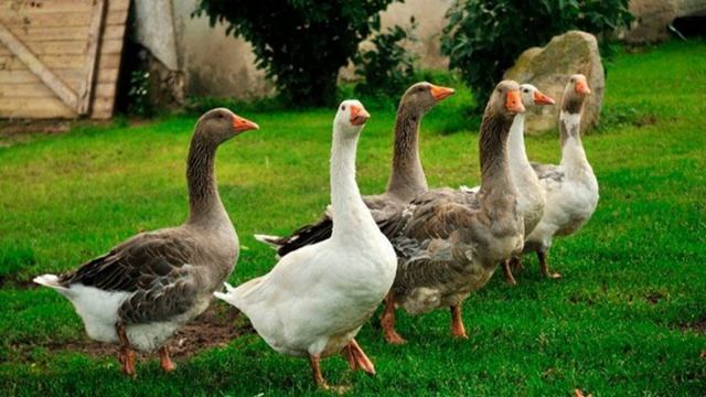 Гусь кричит, орет, шипит. Звук гуся, голос гуся, гоготание гуся