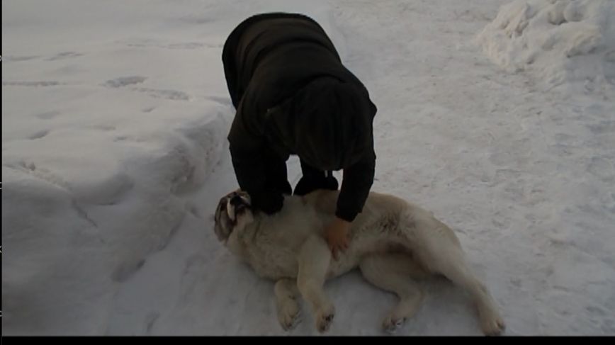 Соседский щенок Вика пришла пообниматься. (Архив)