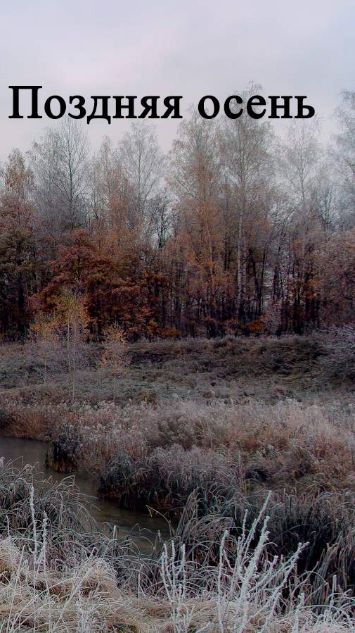 Поздняя осень_Shorts