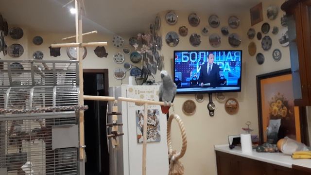 Попугай Жако Ники.mp4