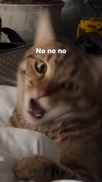 котик кусатино