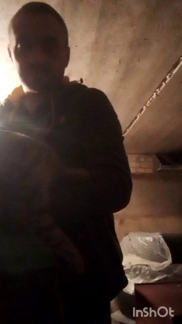 Кошка Баська