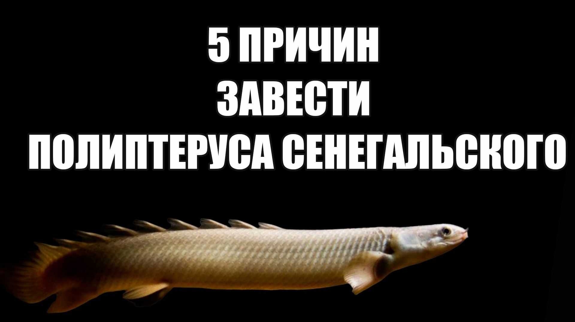 Полиптерус сенегальский: не питомец, а живая легенда в вашем аквариуме
