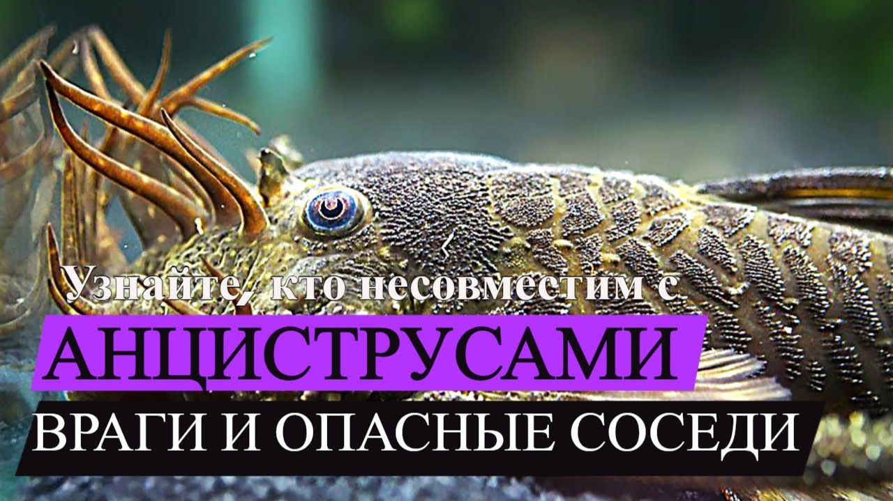 АНЦИСТРУСЫ бывают разных цветов - разновидности прилипал