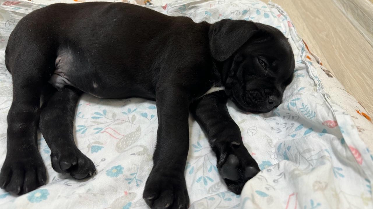 Фиаско года