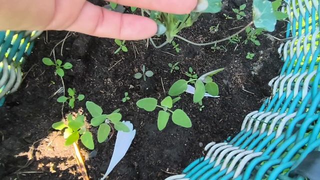 Пропалола и окучила капусту/Счастливые Сибиряки!!!