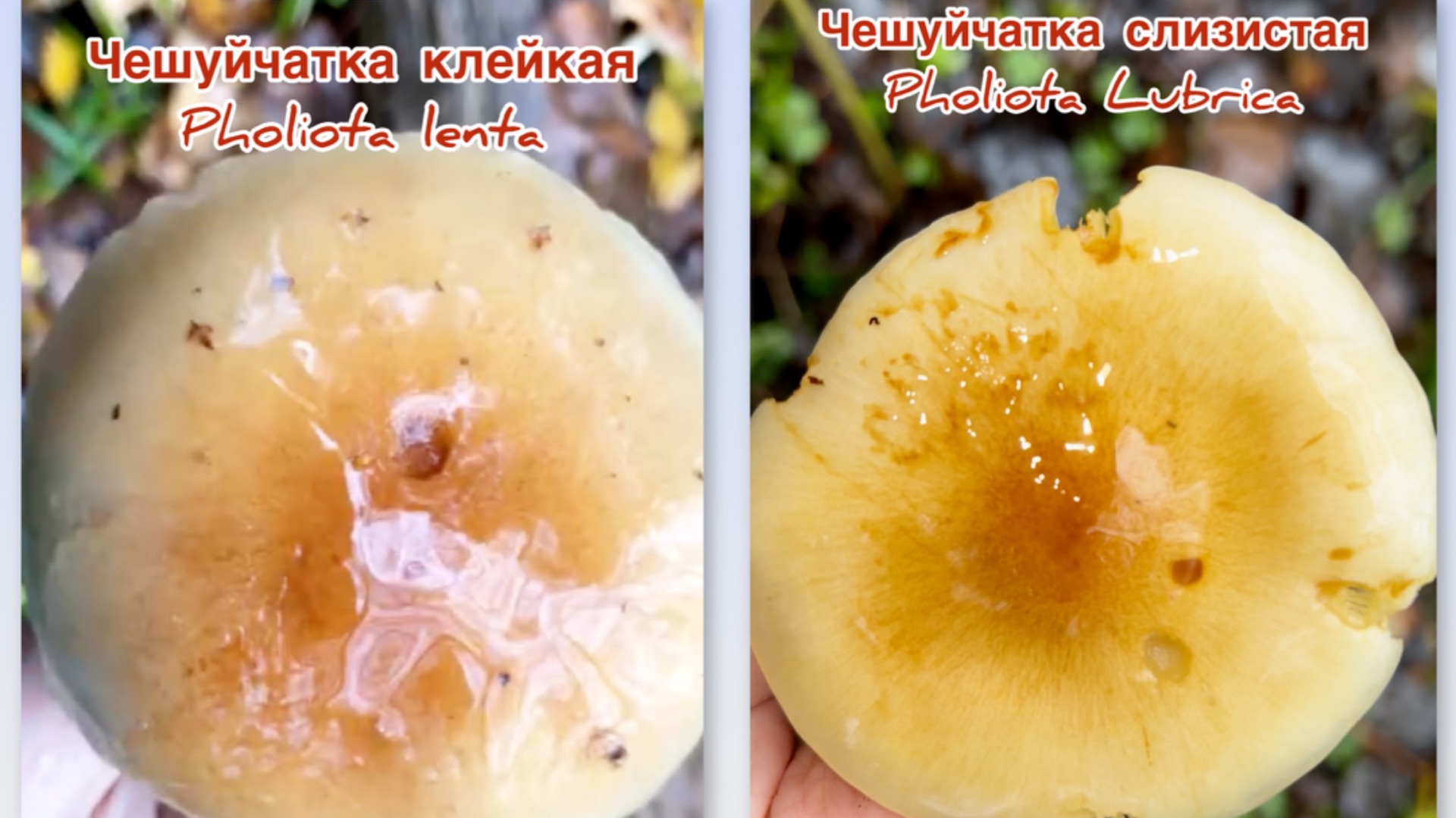 Чешуйчатка клейкая Pholiota Lenta /Чешуйчатка слизистая Pholiota Lubrica