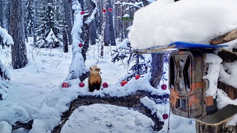 Устроил КВЕСТ для Соболя и спрятал ФОТОЛОВУШКУ. Справится ли он?