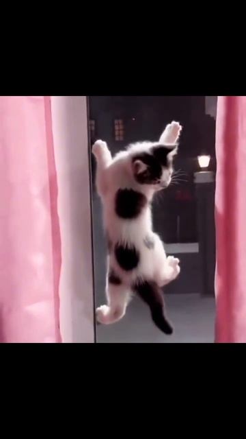 Приколы с котами часть 26