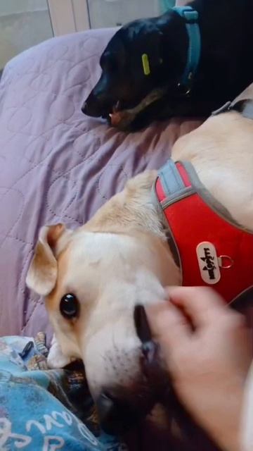 Оливер ищет хозяина❤️ Молодой, ласковый