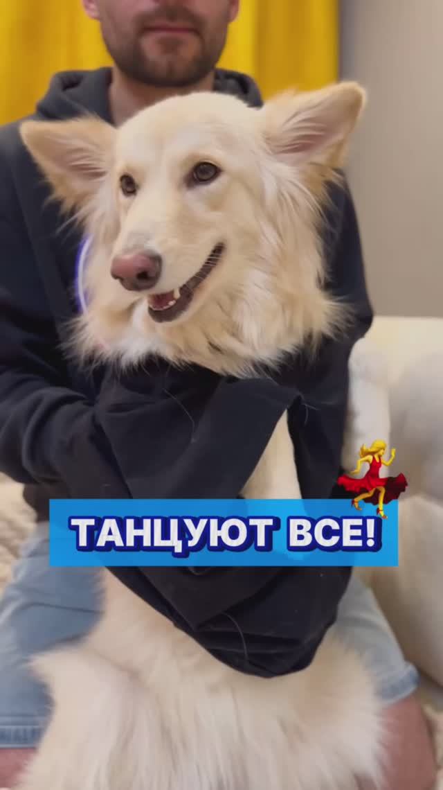Почти синхронно 😅 #смешнаясобака #смешныеживотные #юмор #собака #животные #танцы #танец