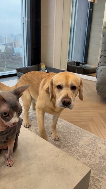 Даже во сне догадался 😁