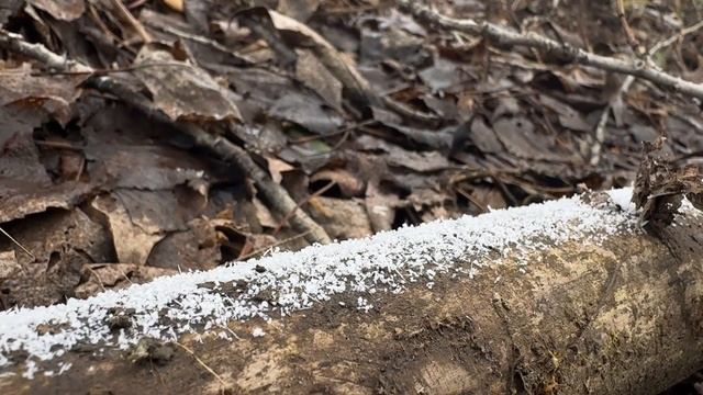 первый лед СКОРО! НО пока спинниг и отводной поводок! крупный окугь! #рыбалка #щука #окунь #спиннинг