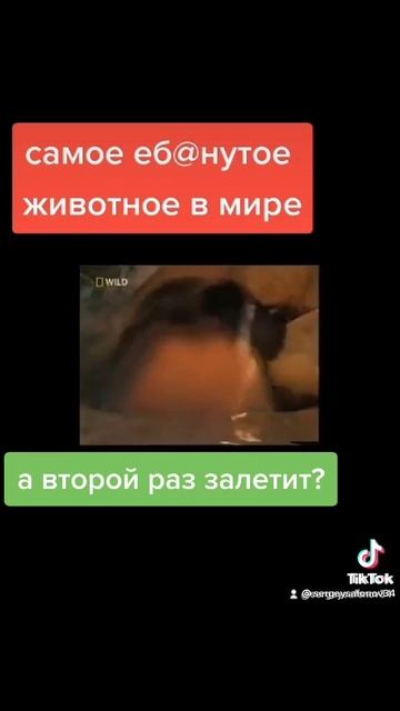 ох уж эти животные