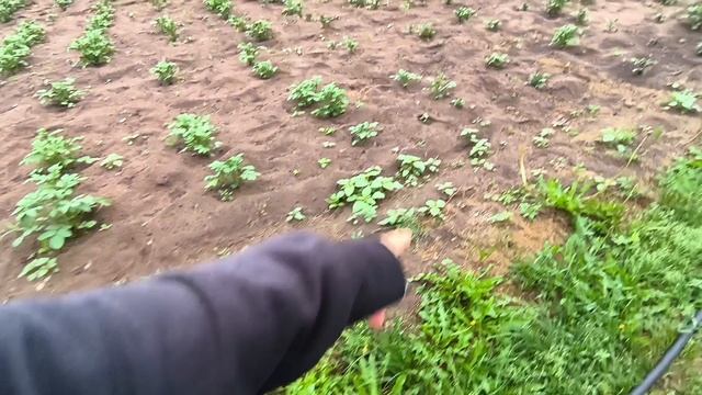 Счастливые Сибиряки!!!Окучиваем картофель.