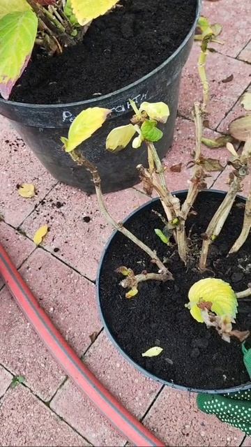 Подготовка к зиме гортензии крупнолистной.mp4