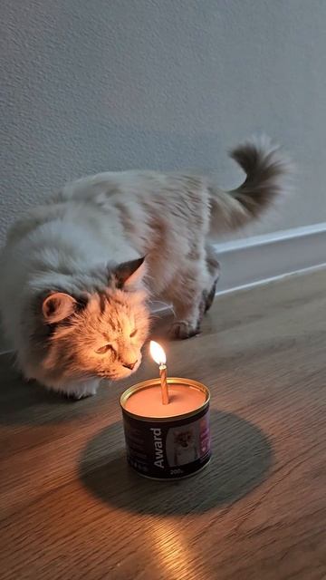 Bd84e697233447851f4d6b64cf3629f0