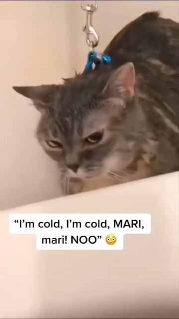 Приколы с котами часть 28