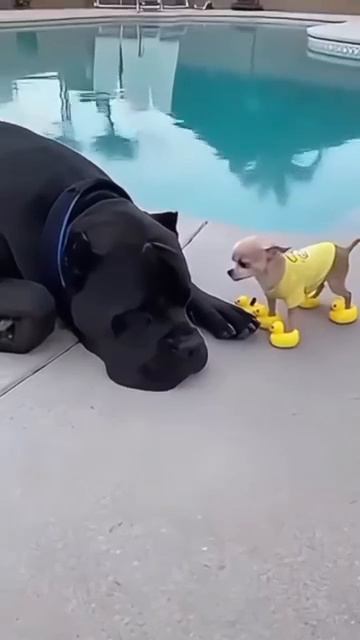 Чихуахуа и ротвейлер — лучшие развлекательные видео с чихуахуа и ротвейлерами. Короткие видеоролики