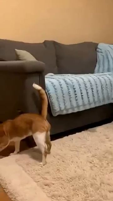 Пес прикололся над котом прикол кот животные котики кошки Cat Funny Fun котики [get.gt]