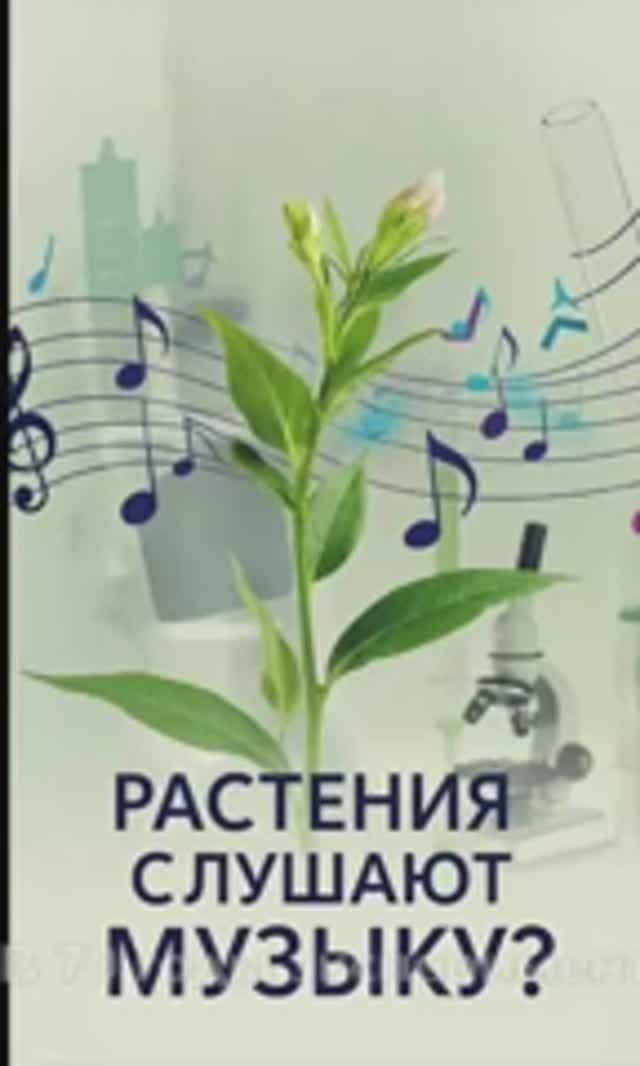 Растения слушают музыку? Научный взгляд