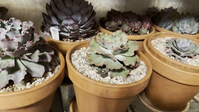 горшки красная глина