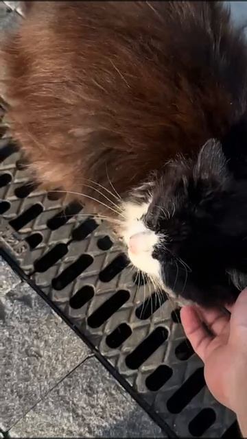 Котик представляет коллекцию White Hills!