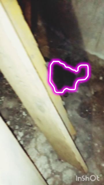 Ростет девица Бася