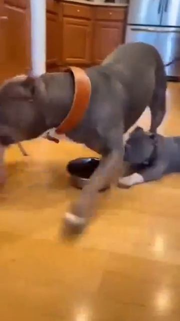 Страшилки с животными