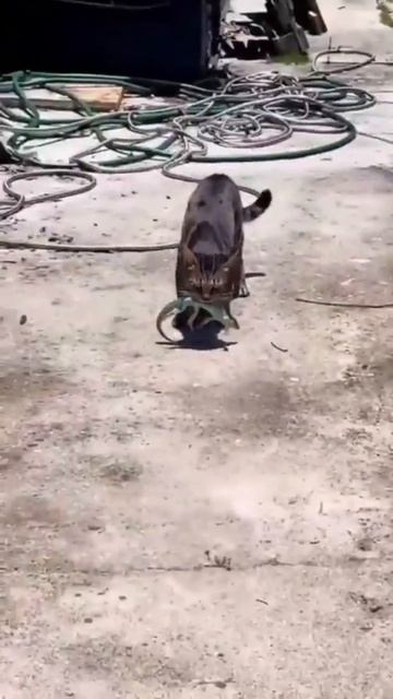 Джими,брось это