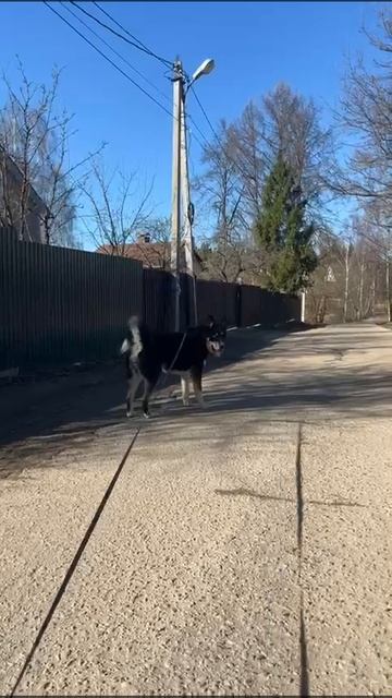 Леша ищет дом 5