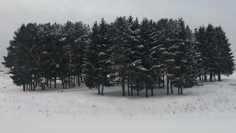 Зимняя зарисовка"Сказочный лес" 🌲❄️ (13 декабря 2025г.)