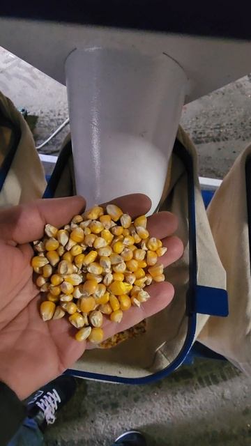 очистка кукурузы на сепараторе аэродинамическом САД,  производства ООО НПФ АЭРОМЕХ 🏭