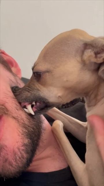 Собака ухаживает за лицом | ASMR - Груминг