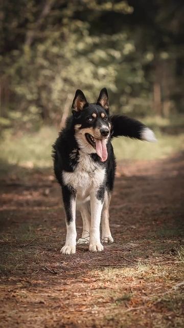 Леша ищет дом 8