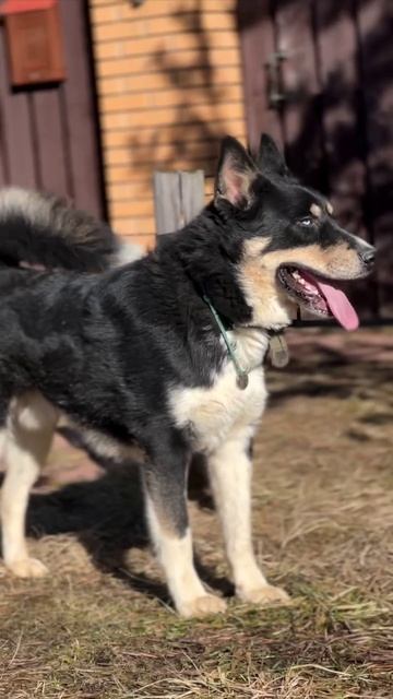 Леша ищет дом 6