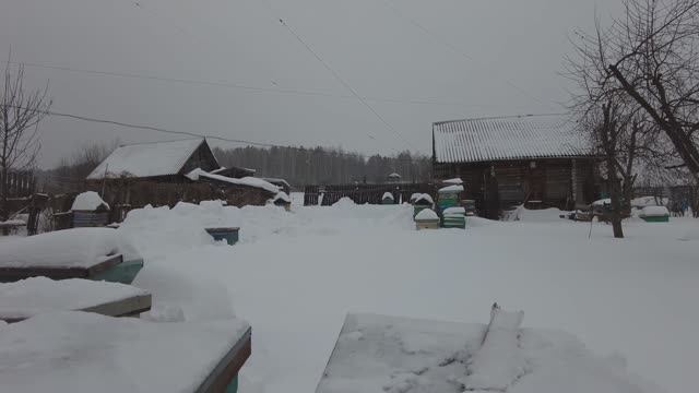 Зимние работы, получаем пергу, проверка зимовки пчел