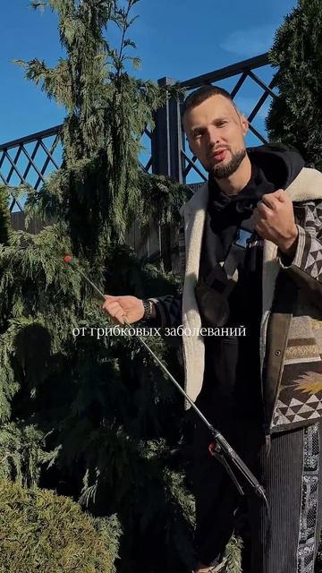 Как подготовить ваших хвойные к зиме